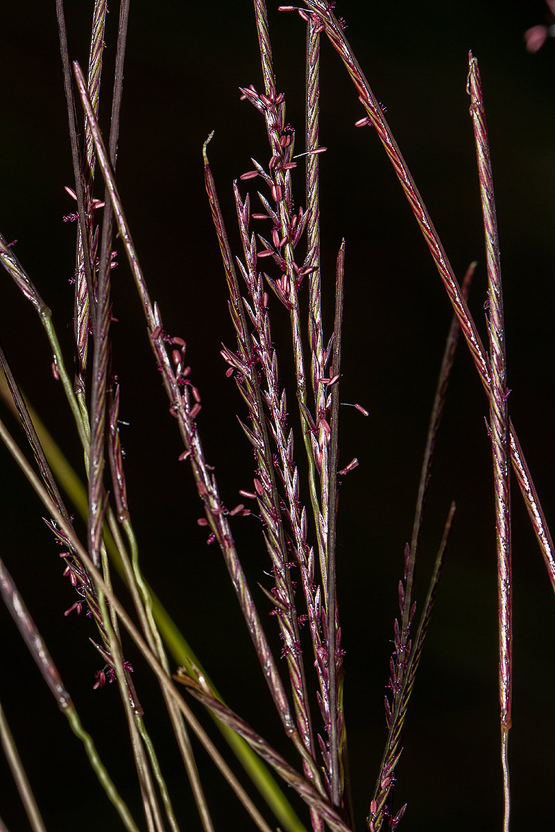 Microchloa kunthii Microchloa kunthii