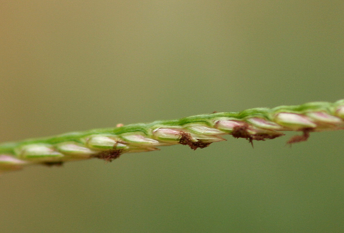 Cynodon dactylon Cynodon dactylon