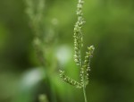 Echinochloa colona