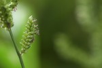 Echinochloa colona