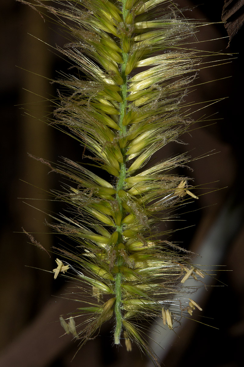 Cenchrus purpureus