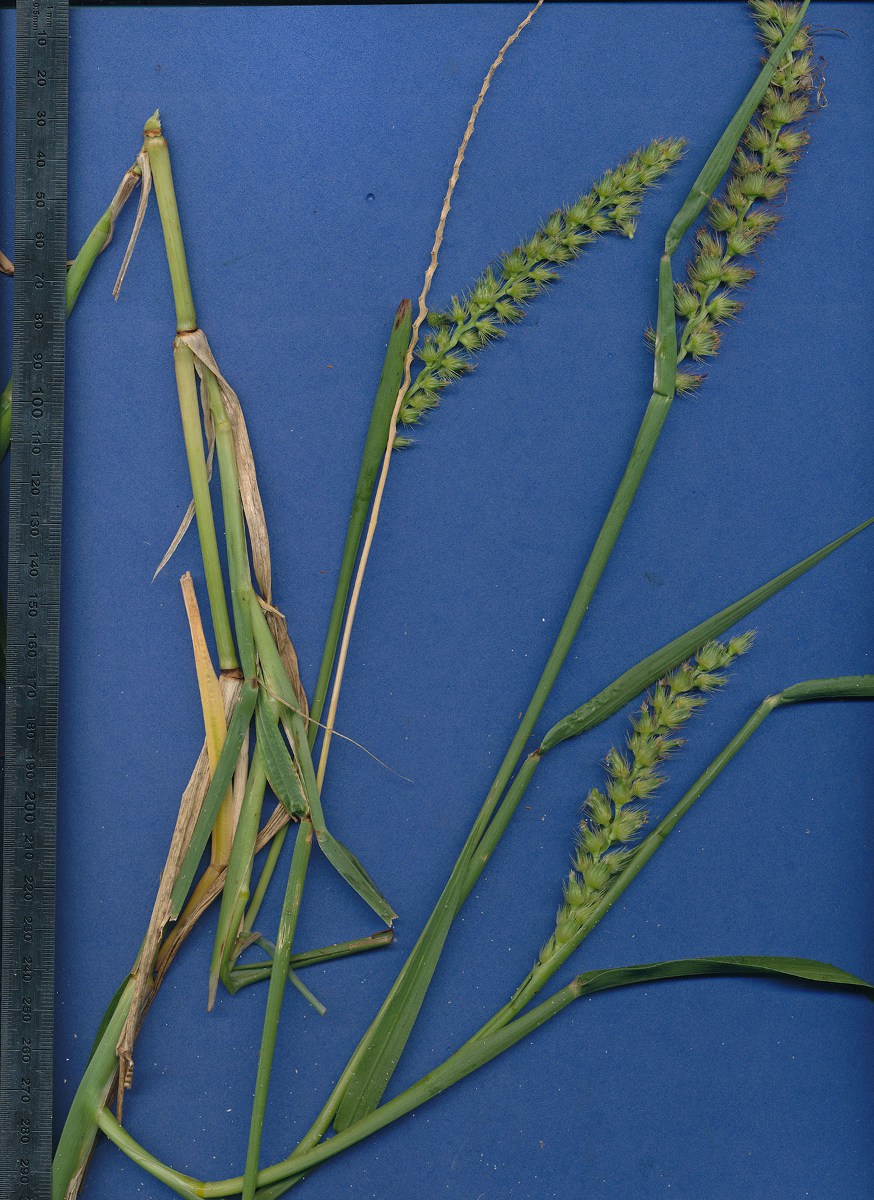 Cenchrus biflorus Cenchrus biflorus