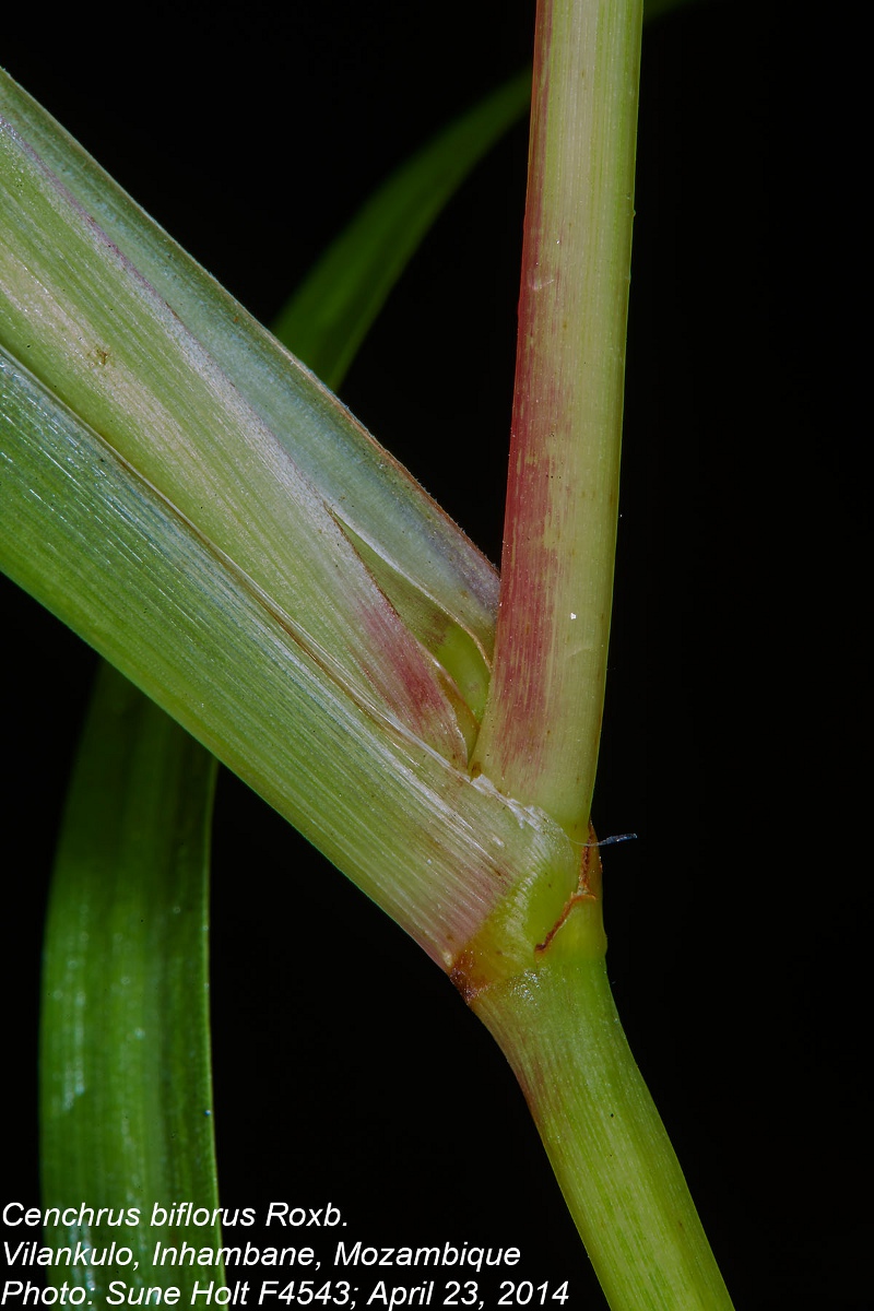 Cenchrus biflorus Cenchrus biflorus