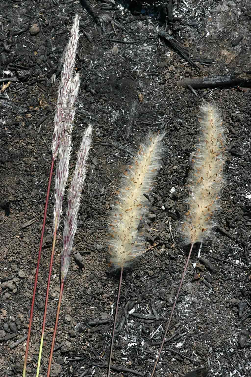 Imperata cylindrica Imperata cylindrica