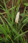 Imperata cylindrica