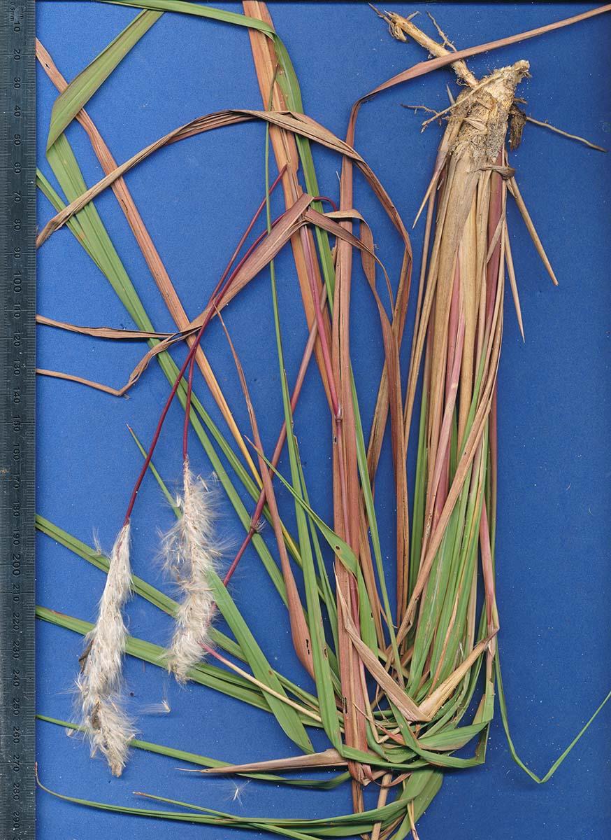 Imperata cylindrica Imperata cylindrica