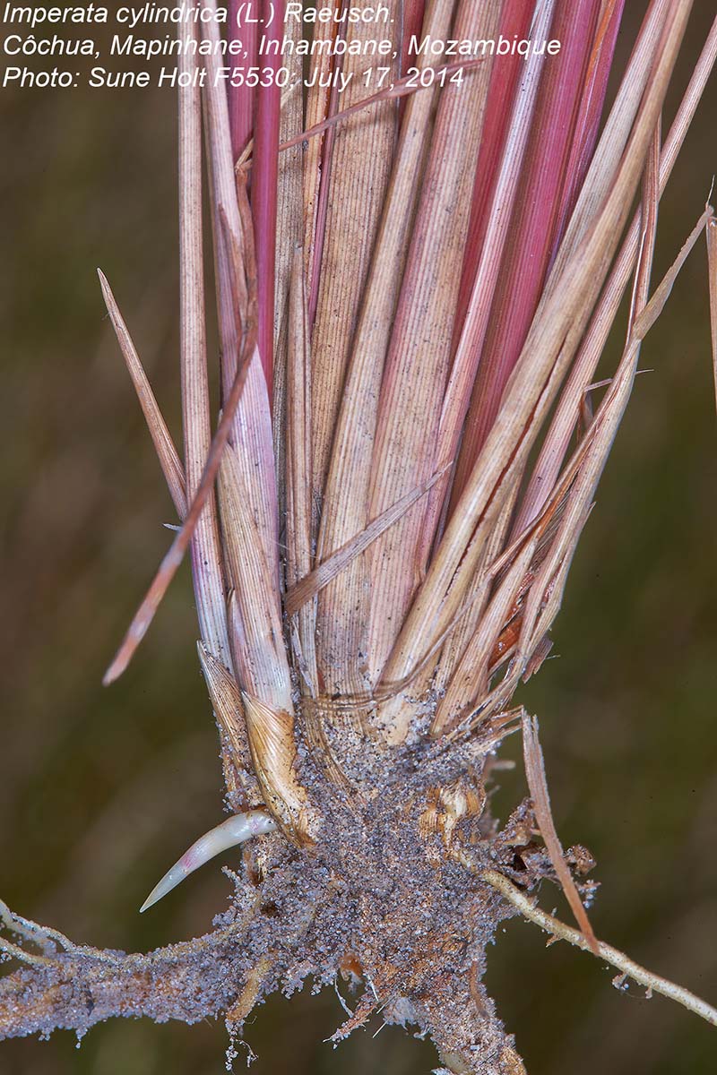 Imperata cylindrica Imperata cylindrica