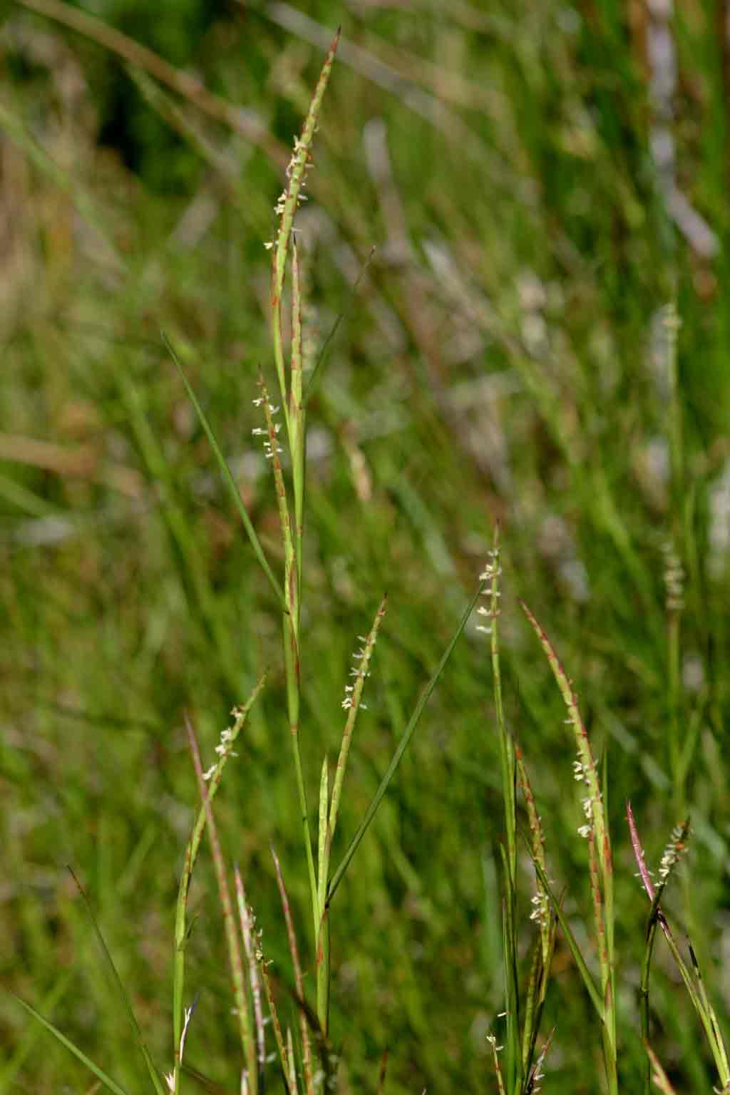 Hemarthria altissima Hemarthria altissima