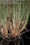 Bulbostylis burchellii