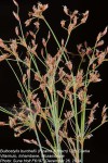 Bulbostylis burchellii
