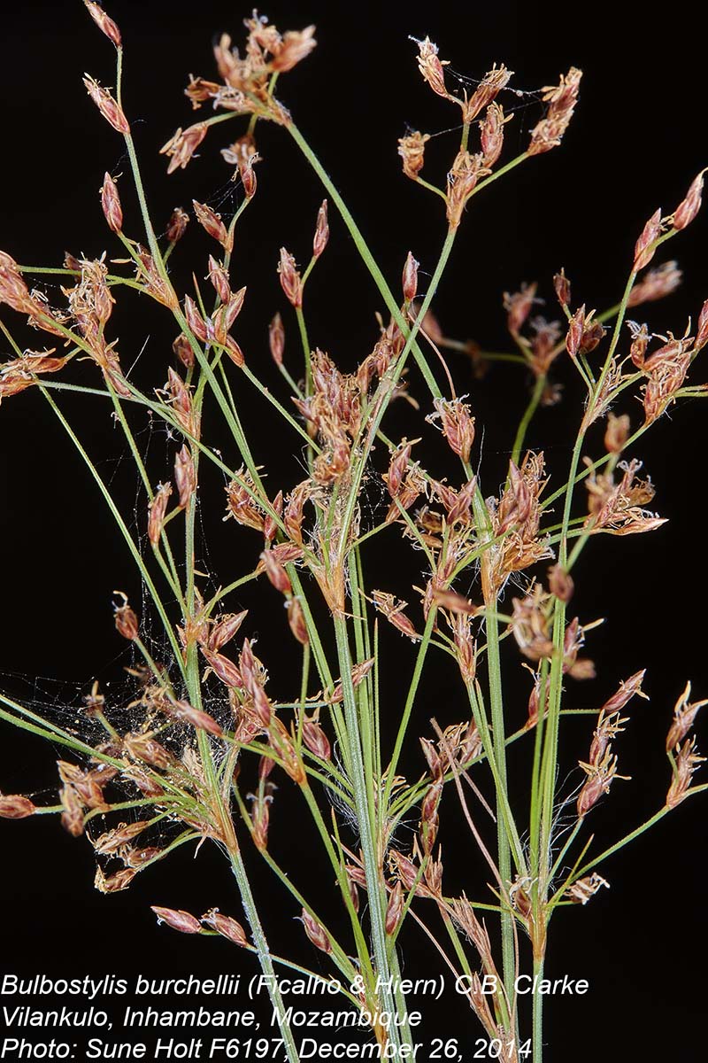 Bulbostylis burchellii Bulbostylis burchellii