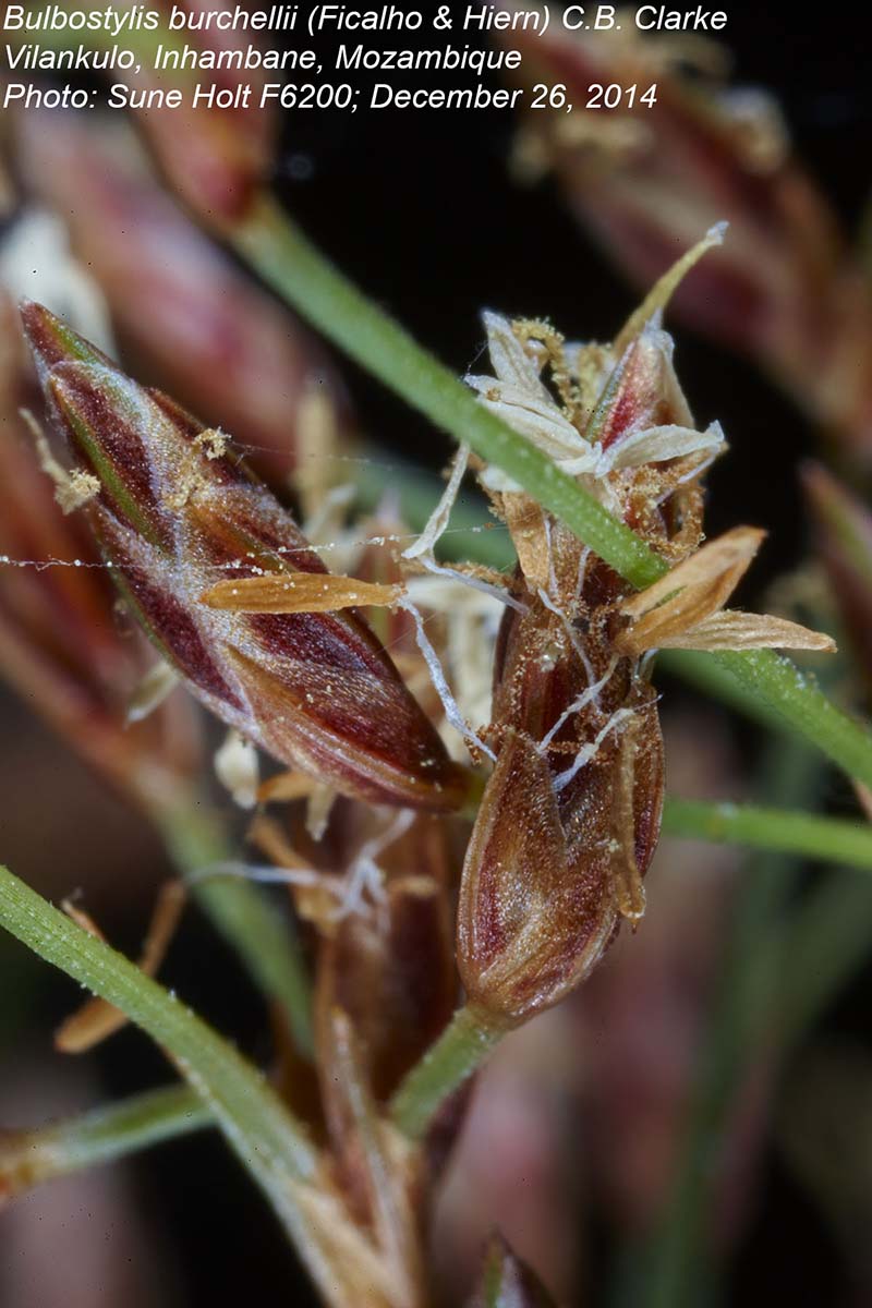Bulbostylis burchellii Bulbostylis burchellii