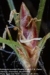 Bulbostylis burchellii