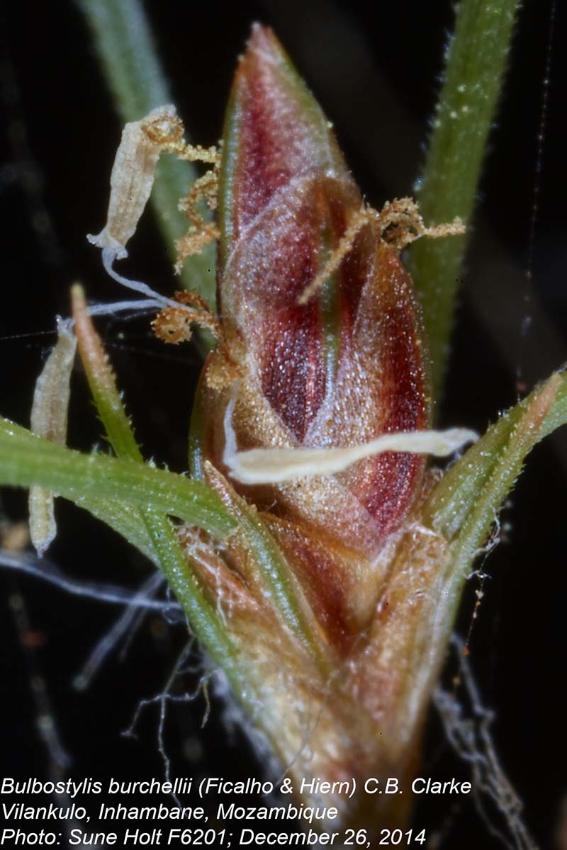Bulbostylis burchellii Bulbostylis burchellii