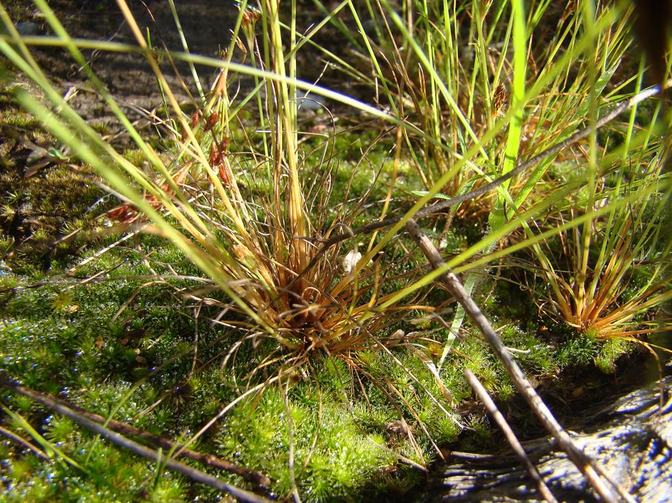 Bulbostylis hispidula Bulbostylis hispidula