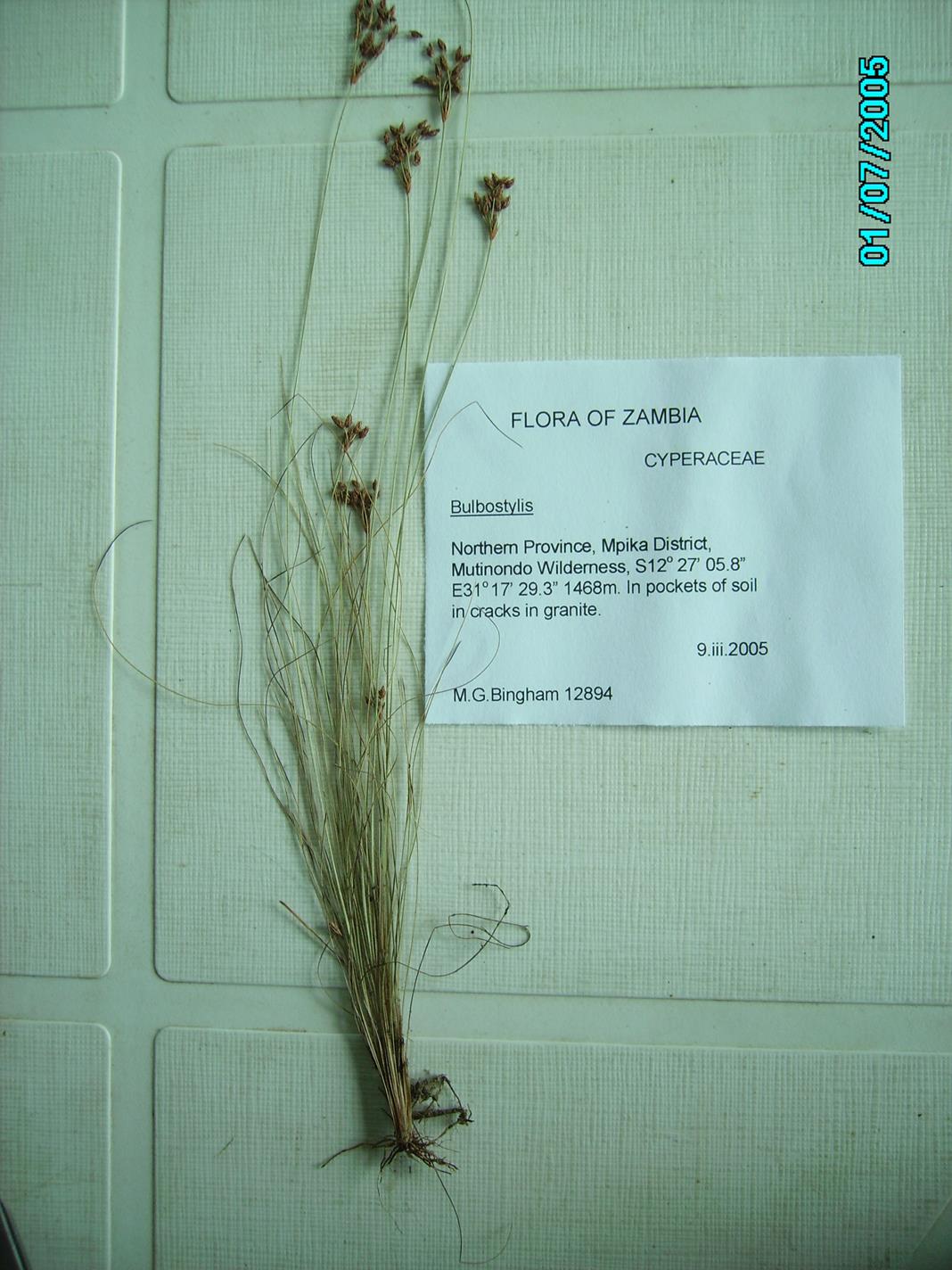 Bulbostylis hispidula Bulbostylis hispidula