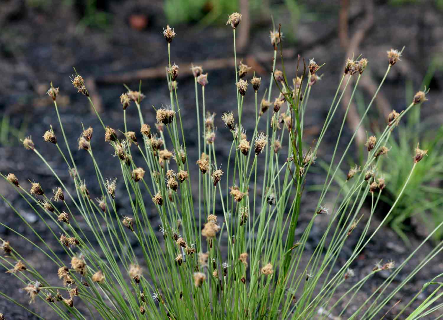 Bulbostylis schoenoides Bulbostylis schoenoides