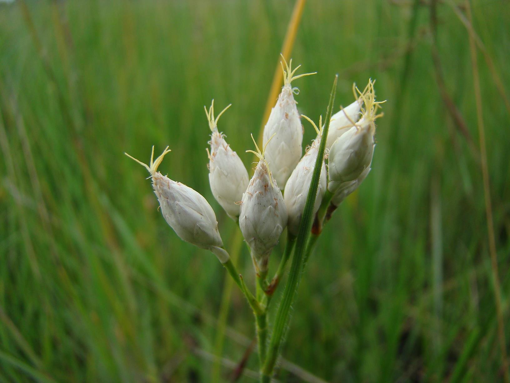 Rhynchospora candida Rhynchospora candida