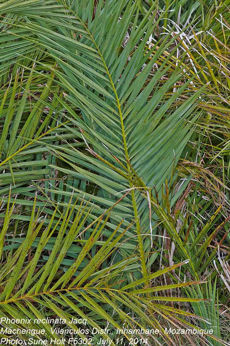 Phoenix reclinata Phoenix reclinata