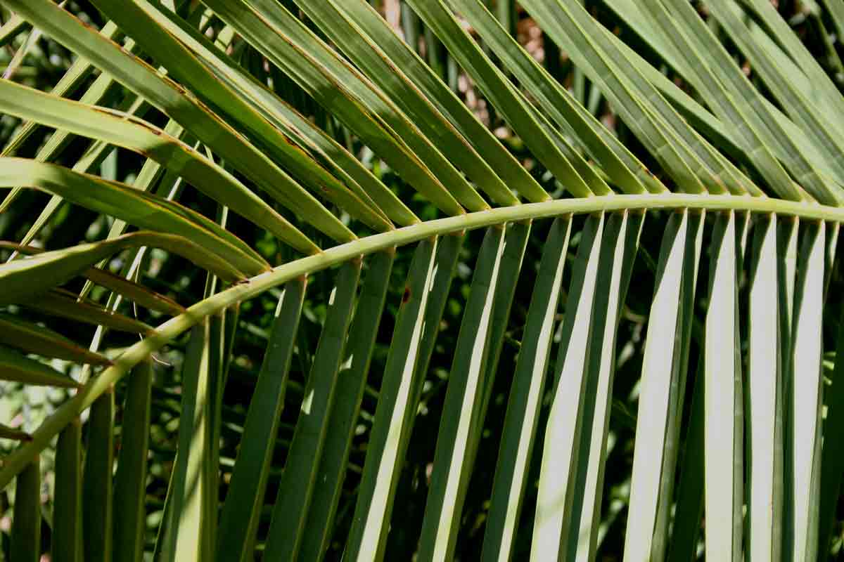 Phoenix reclinata Phoenix reclinata