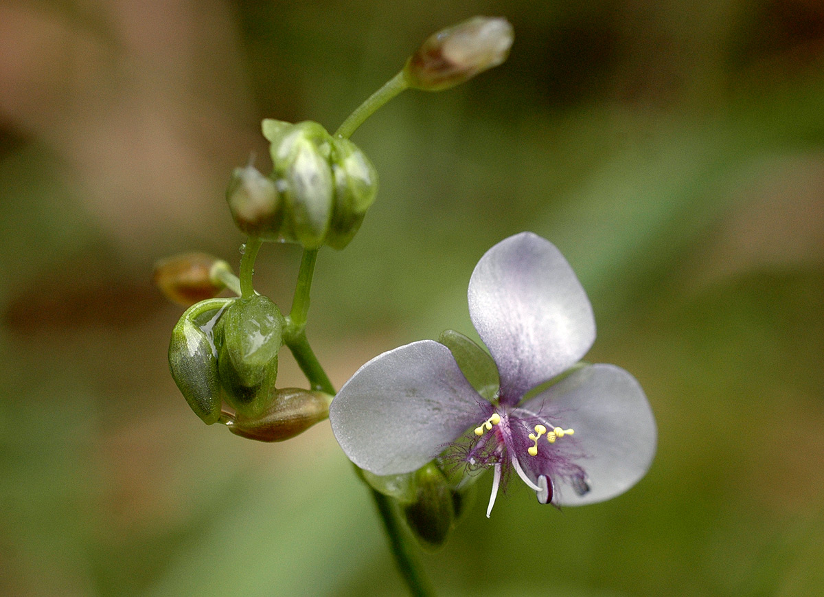 Murdannia simplex Murdannia simplex