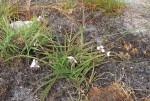 Murdannia simplex