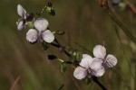 Murdannia simplex