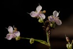 Murdannia simplex
