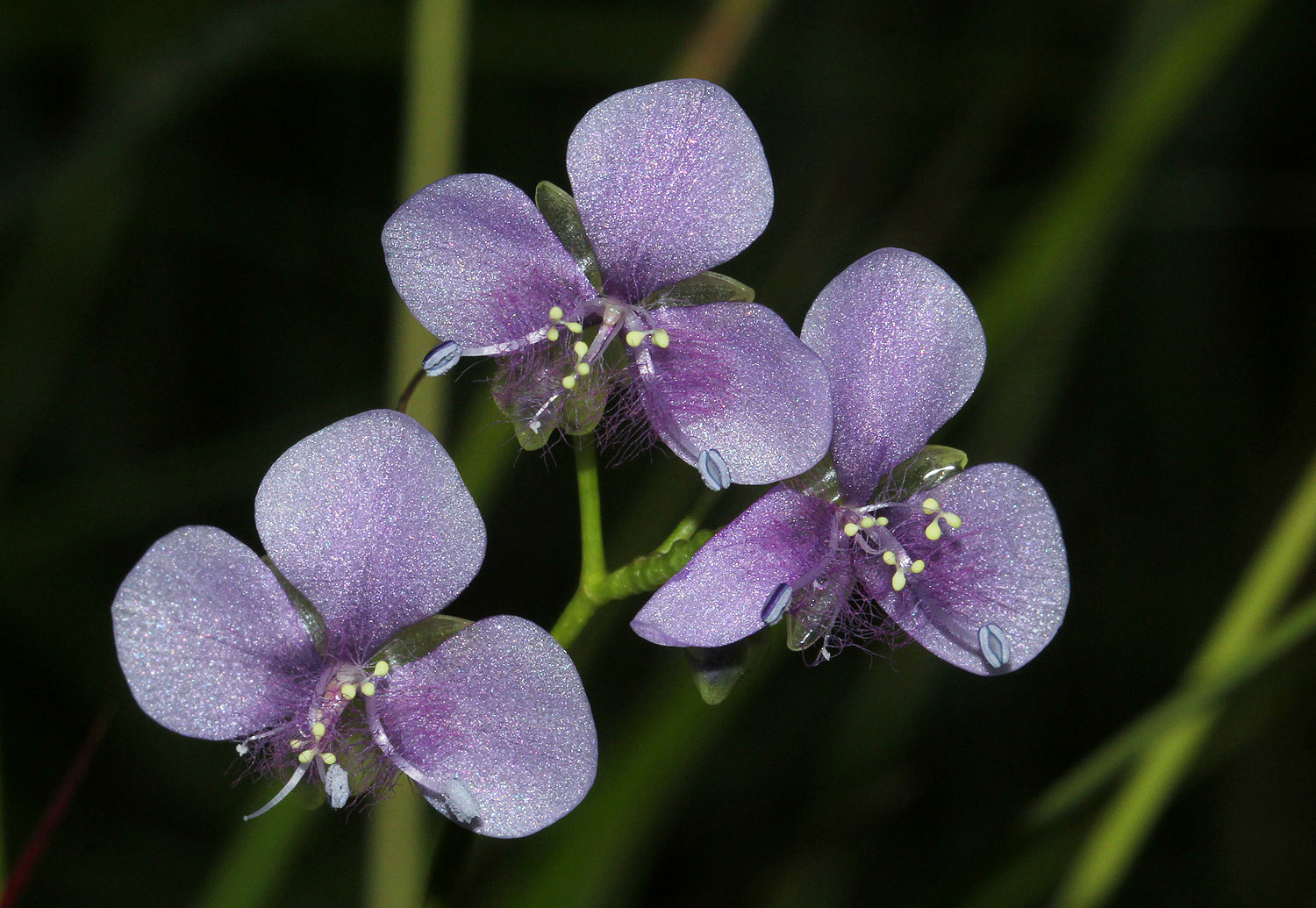 Murdannia simplex