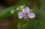 Murdannia simplex