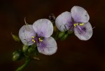 Murdannia simplex