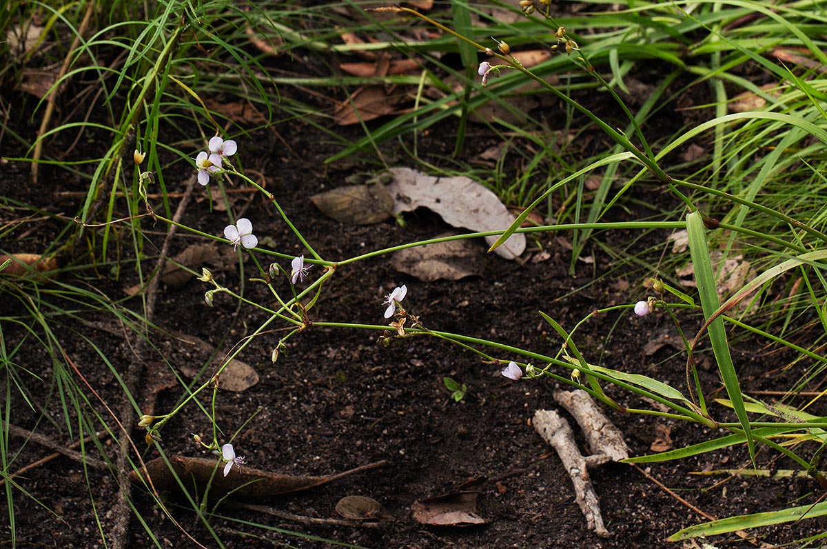Murdannia simplex Murdannia simplex