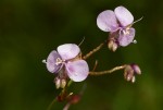 Murdannia simplex