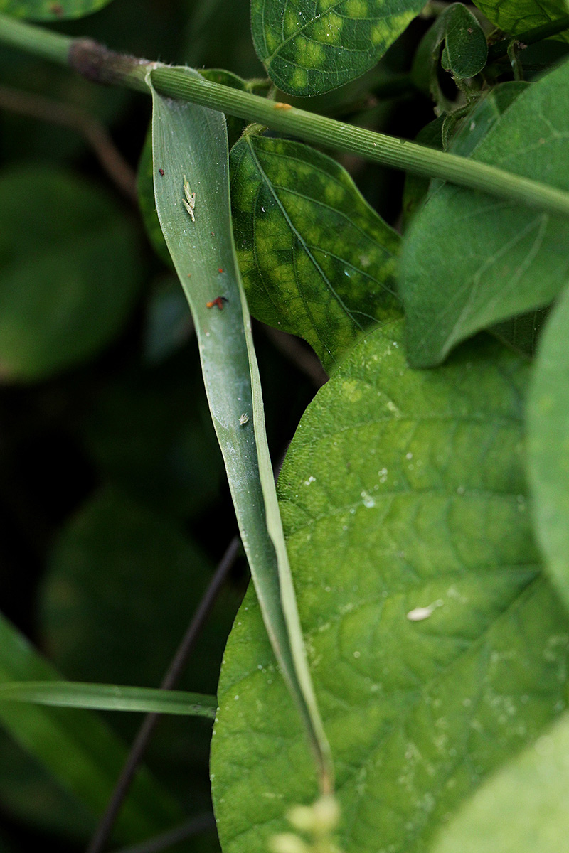 Murdannia simplex