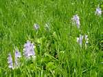 Pontederia crassipes