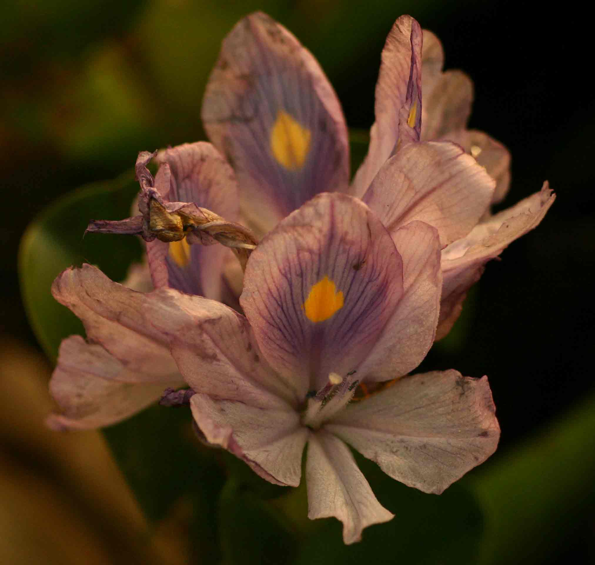 Pontederia crassipes Pontederia crassipes