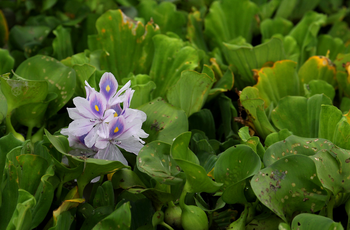 Pontederia crassipes Pontederia crassipes