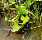 Pontederia crassipes