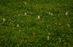 Pontederia crassipes
