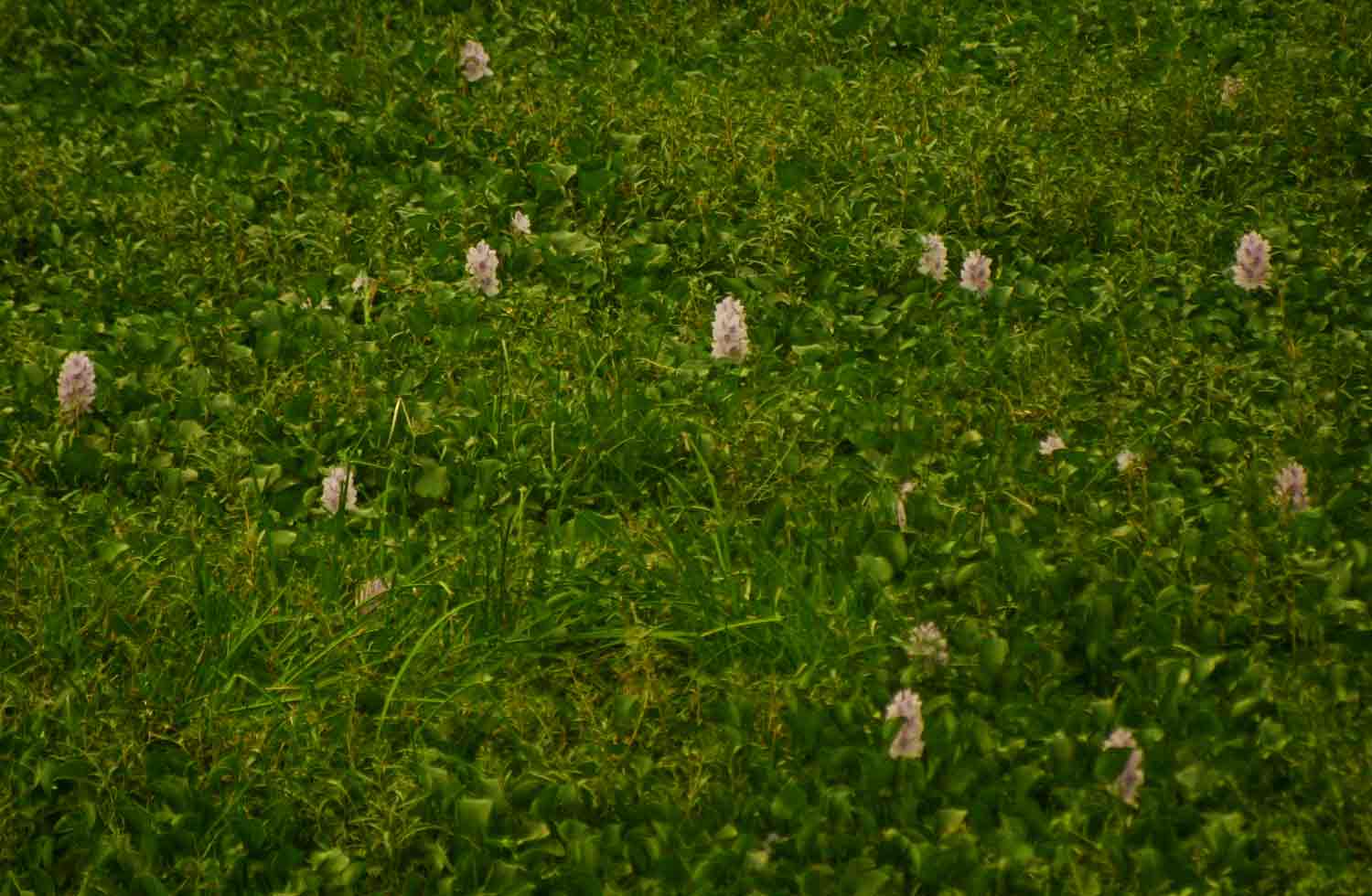 Pontederia crassipes Pontederia crassipes