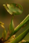 Pontederia crassipes