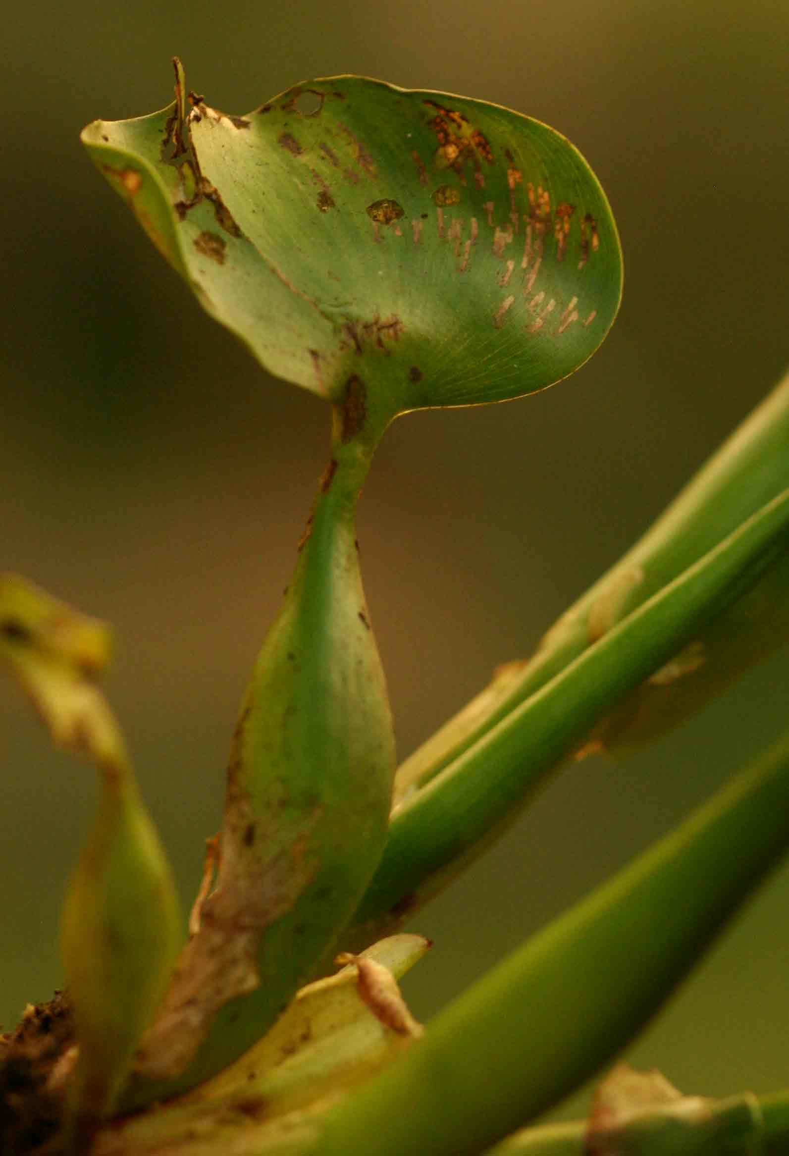 Pontederia crassipes Pontederia crassipes