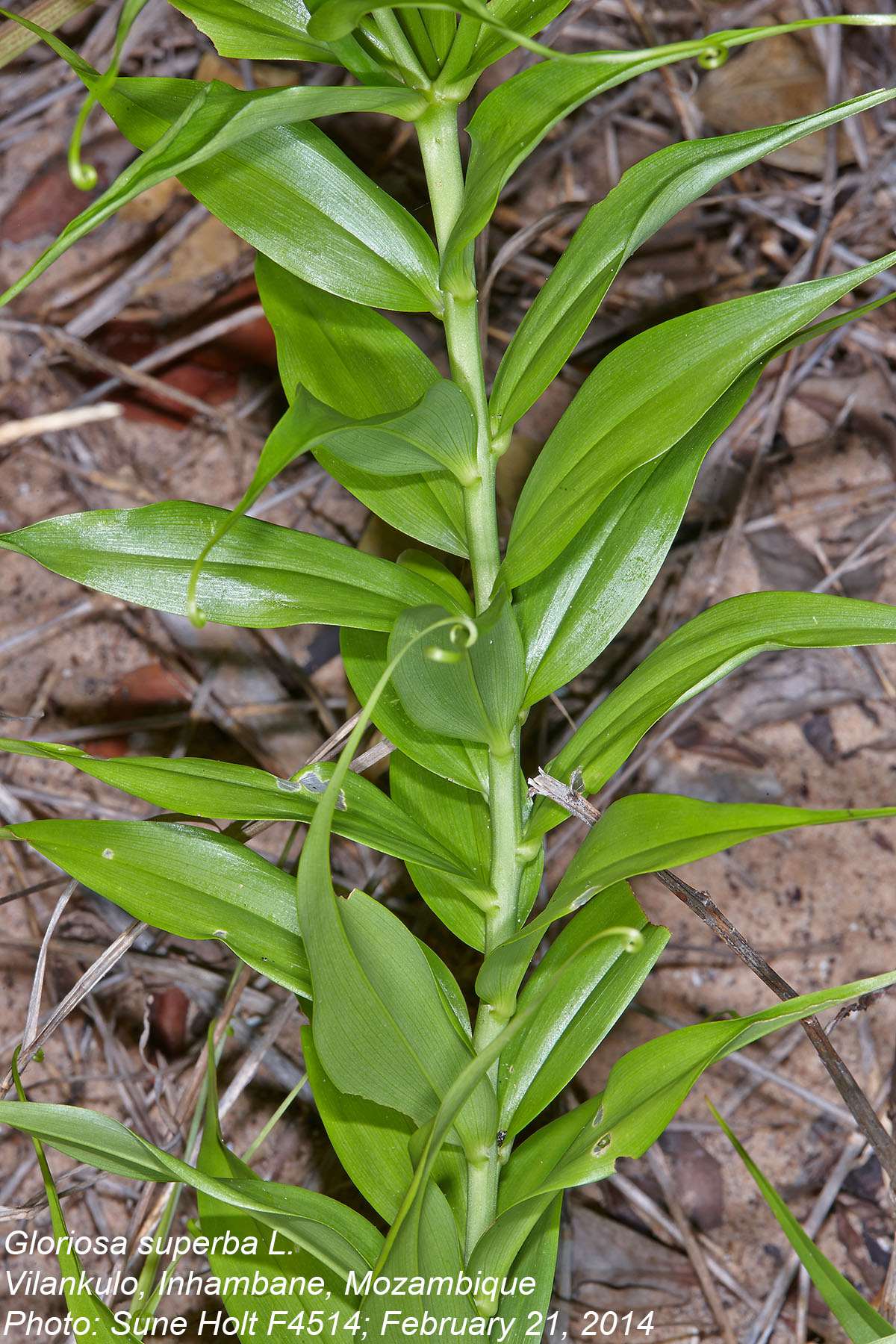 Gloriosa superba Gloriosa superba
