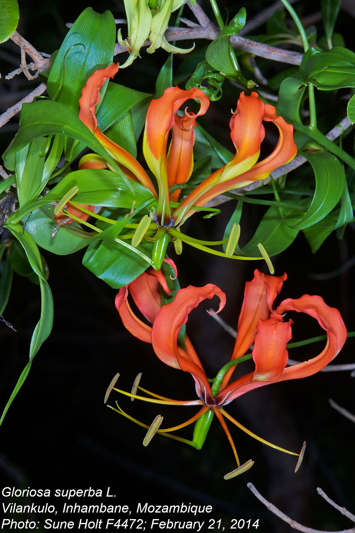 Gloriosa superba Gloriosa superba