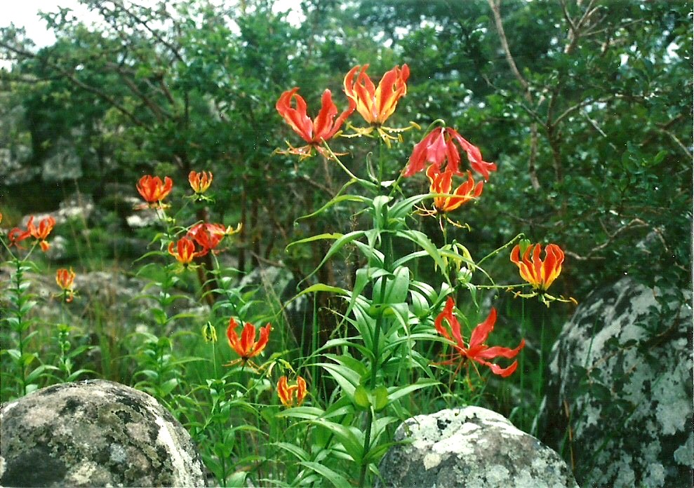 Gloriosa superba Gloriosa superba