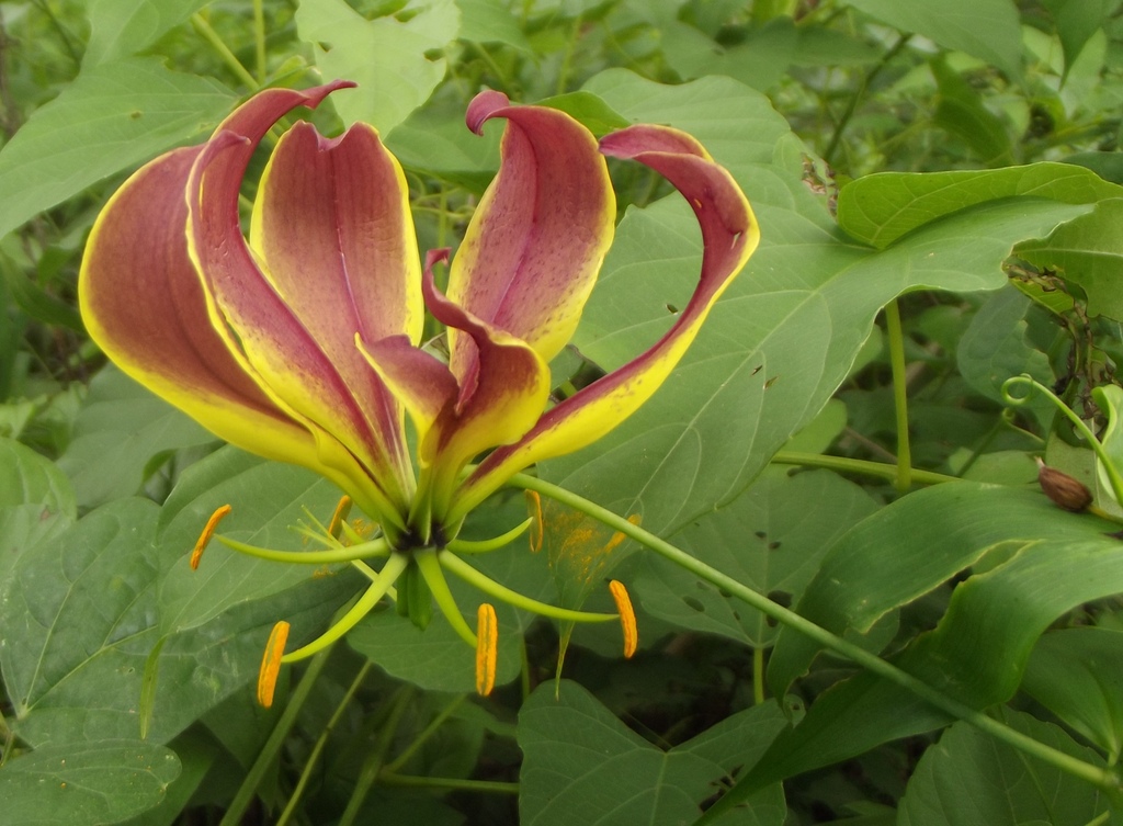 Gloriosa superba Gloriosa superba