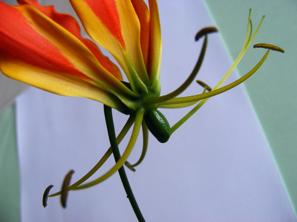 Gloriosa superba Gloriosa superba