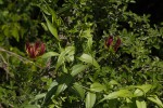 Gloriosa superba