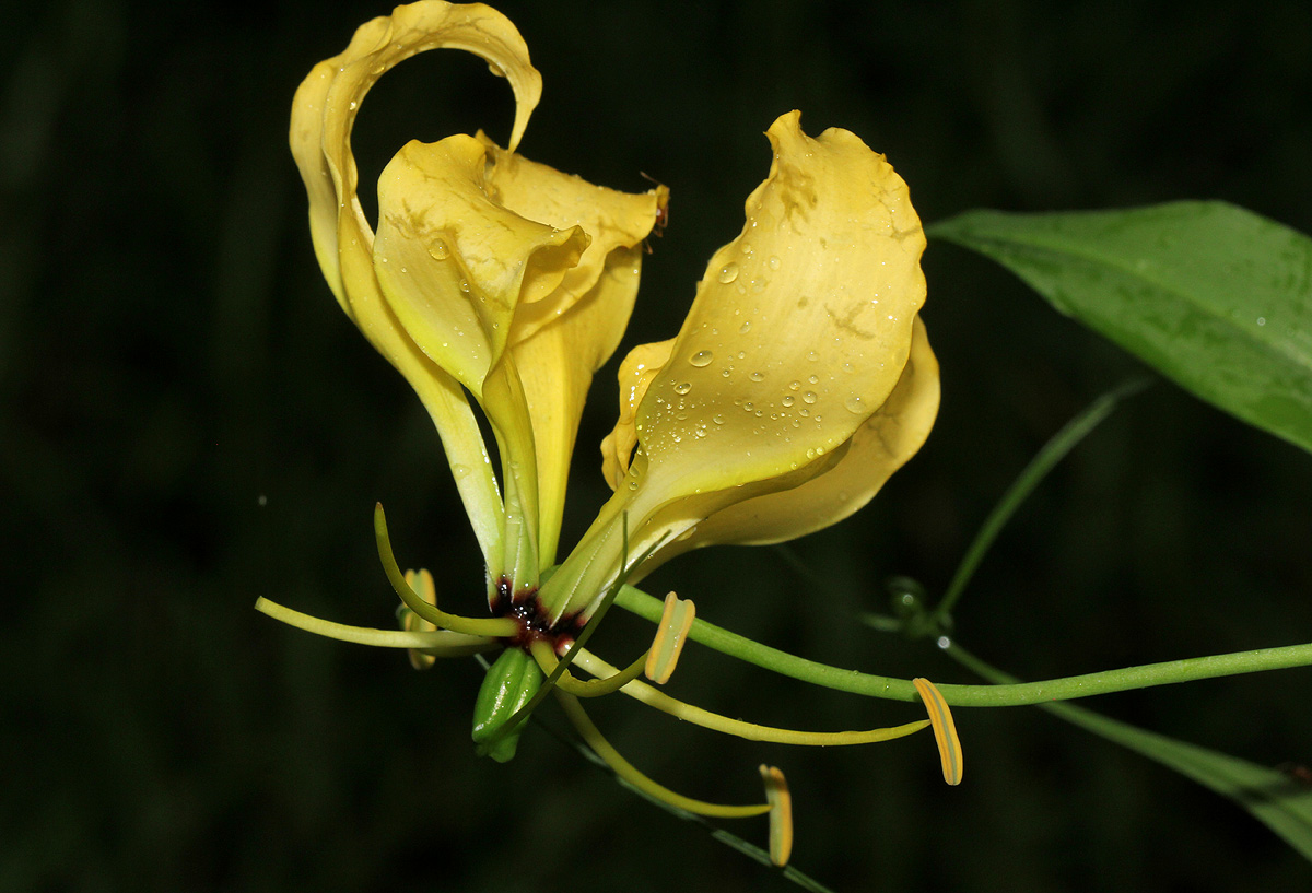 Gloriosa superba Gloriosa superba