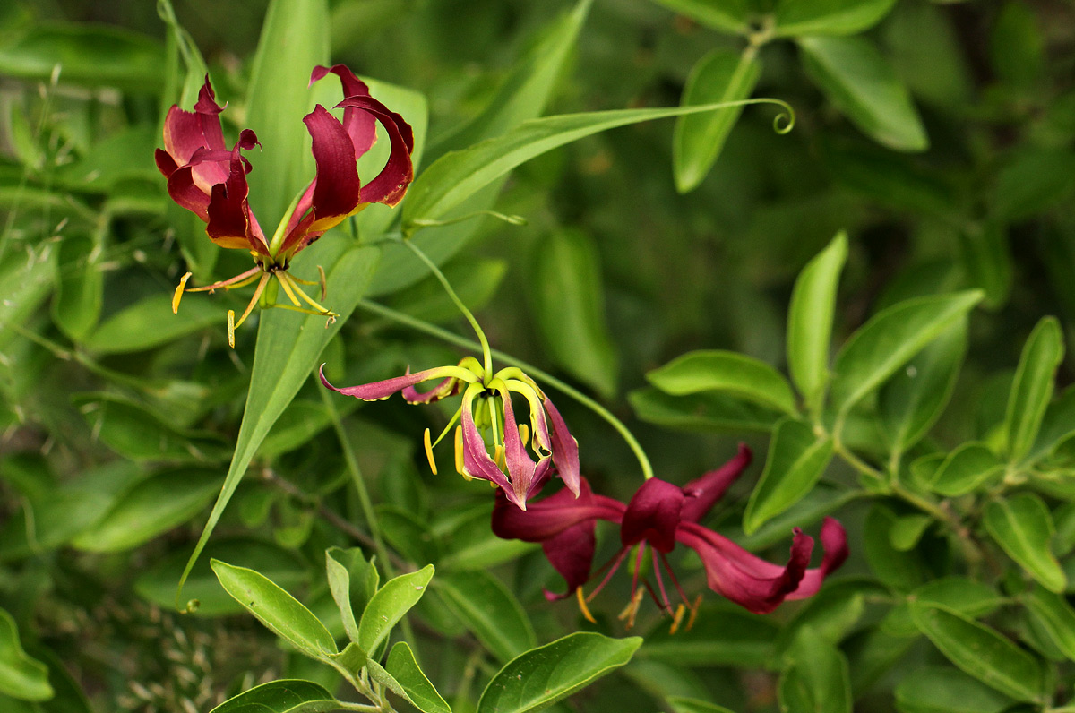 Gloriosa superba Gloriosa superba